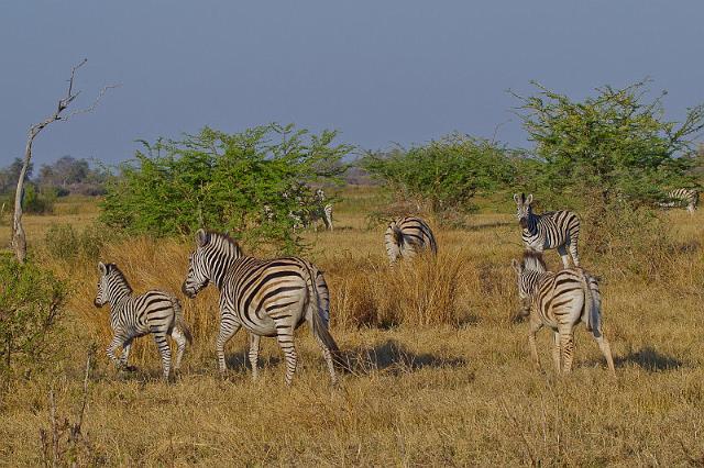 257 Linyanti, zebra's.jpg